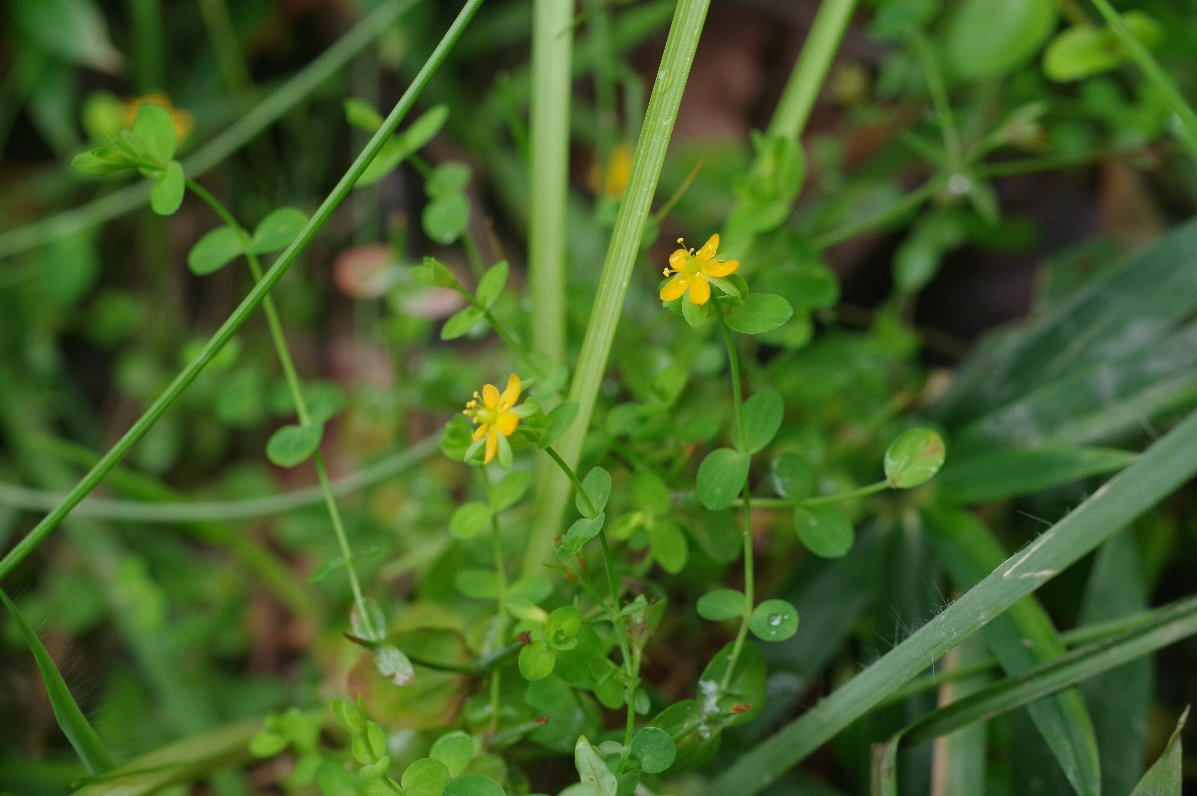 �R�P�I�g�M��