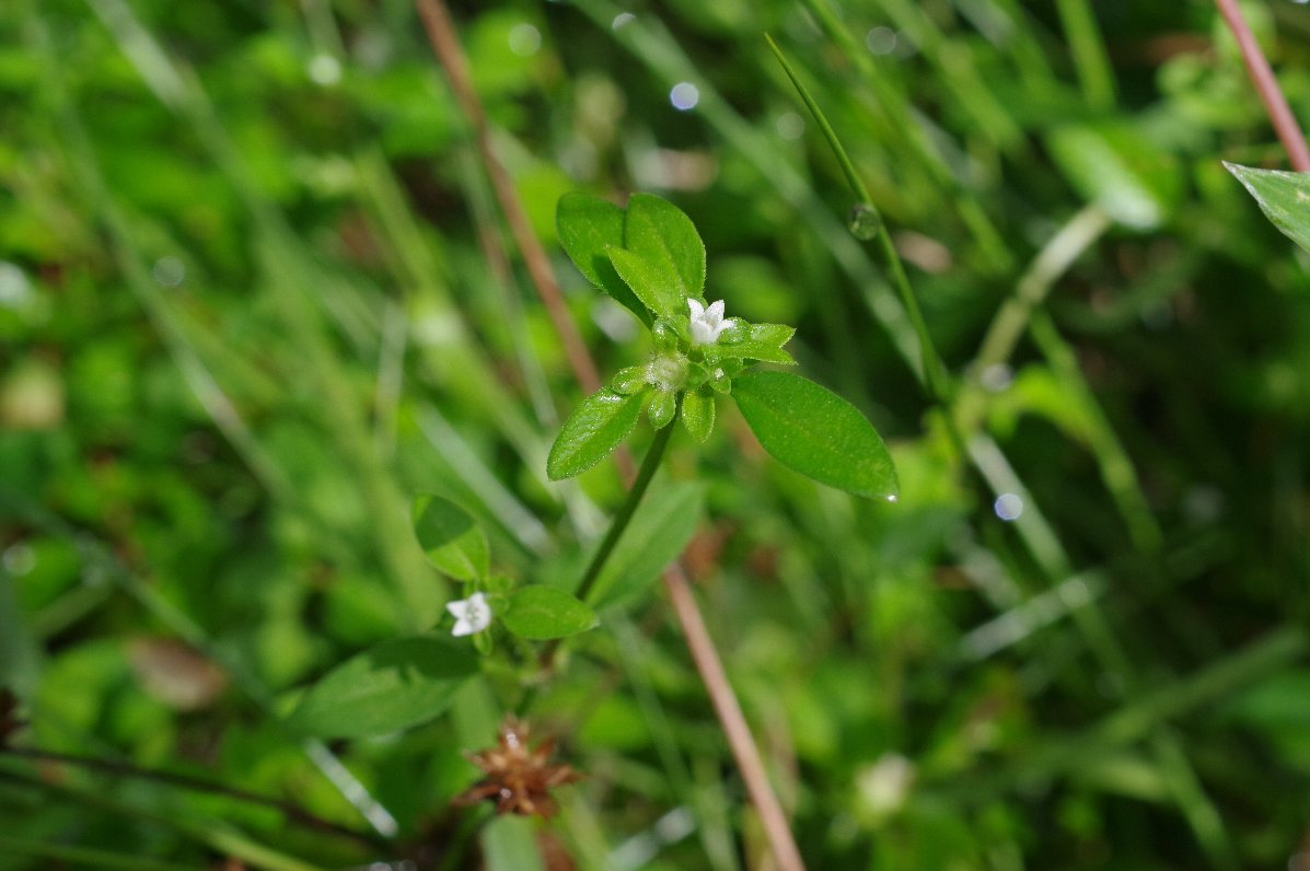 �n�V�J�O�T