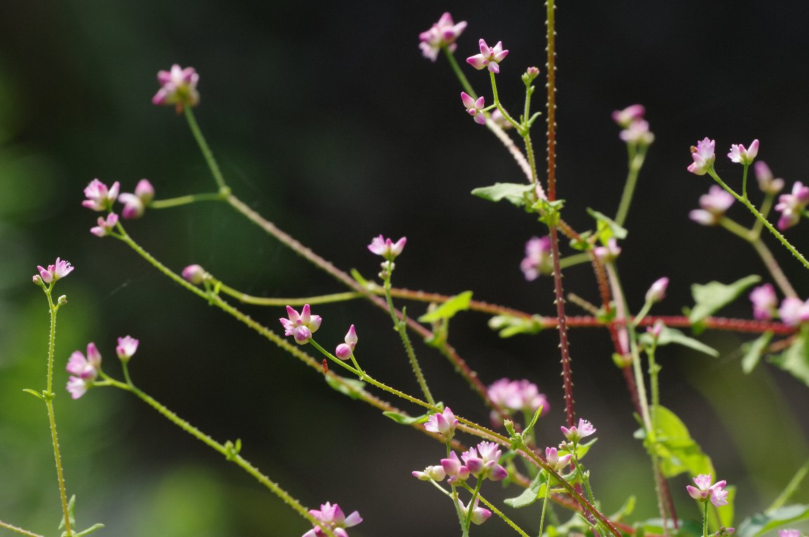 �}�}�R�m�V���k�O�C