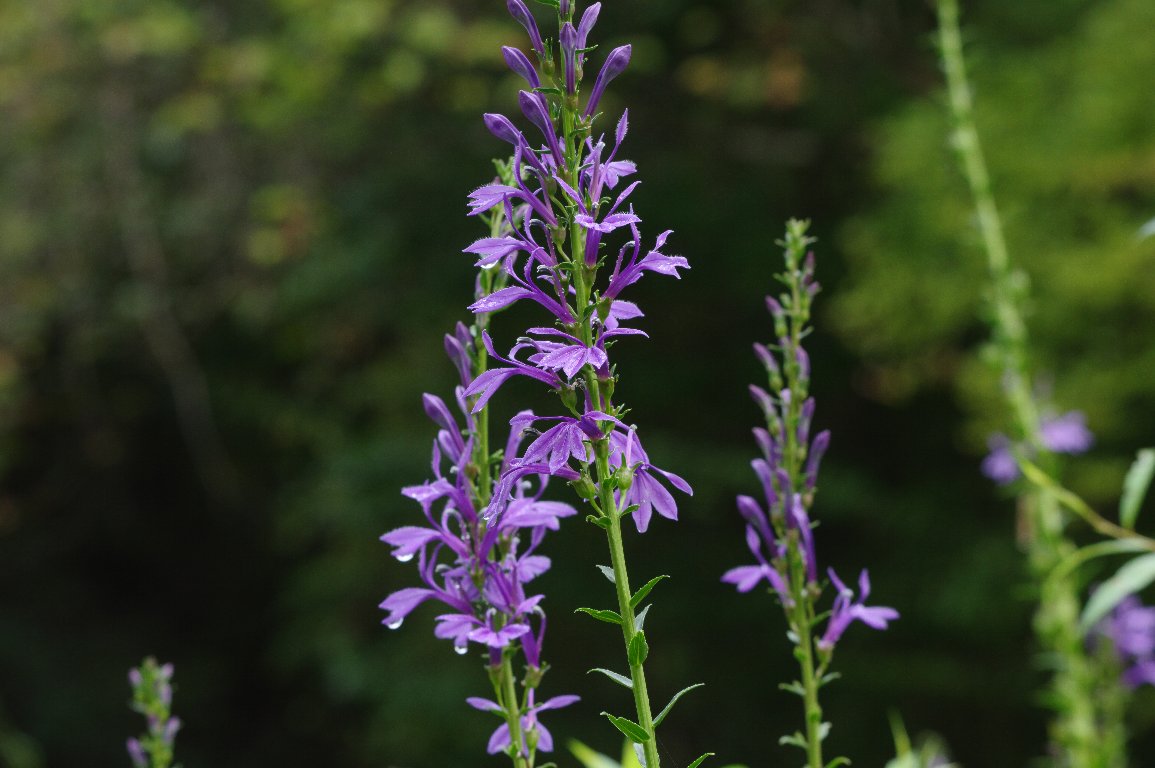 �T���M�L���E