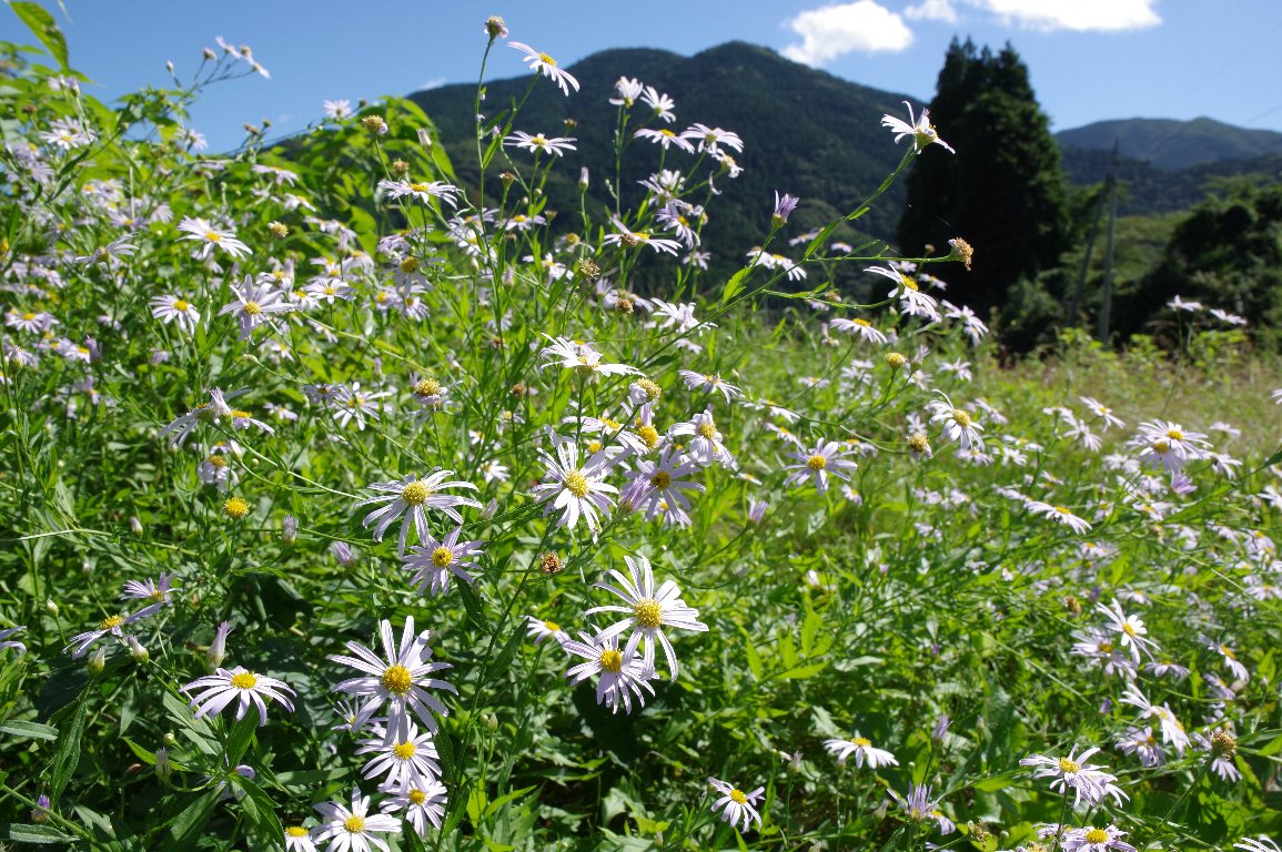 �I�I���E�K�M�N