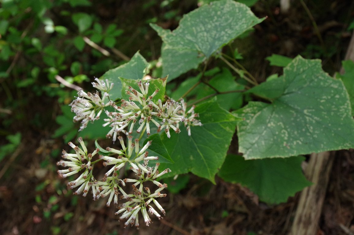 �I�I�J�j�R�E����