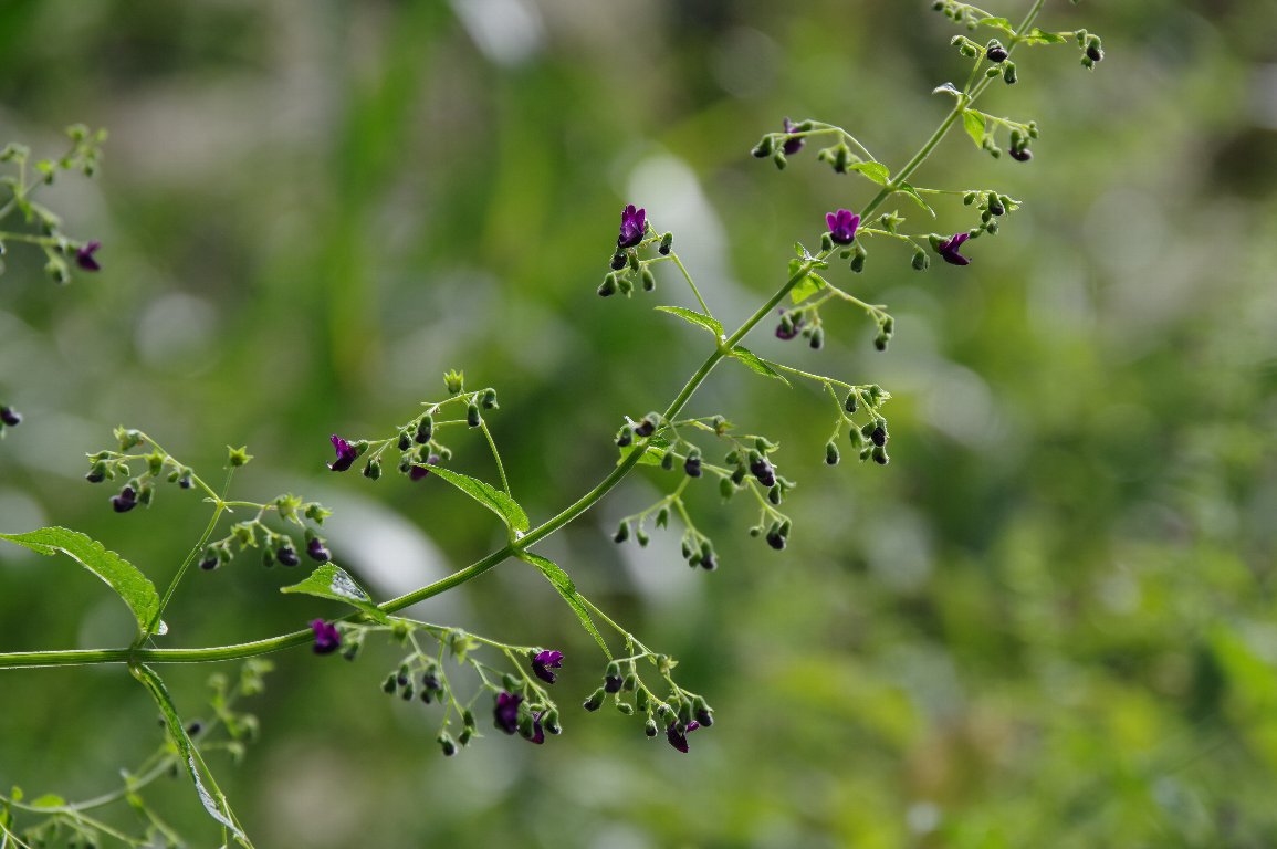 �N���o�i�q�L�I�R�V