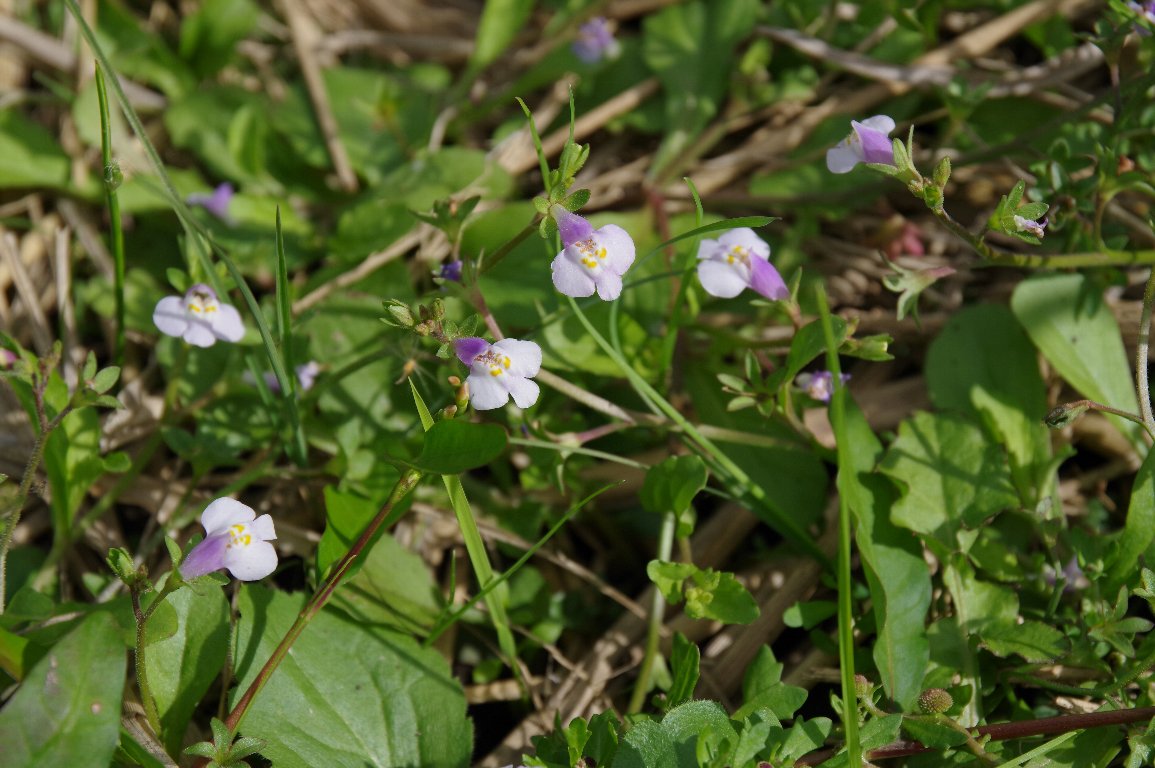 �g�L���n�[