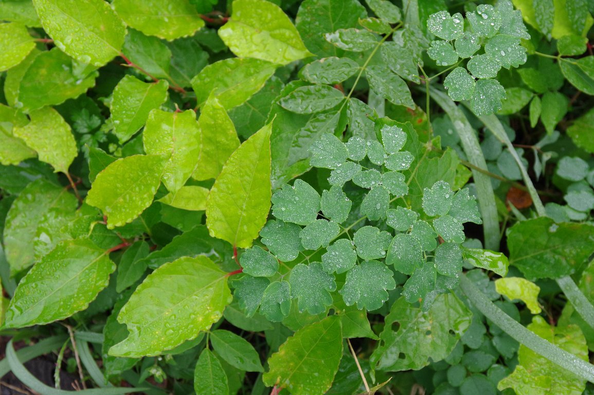 �H���t�͗l