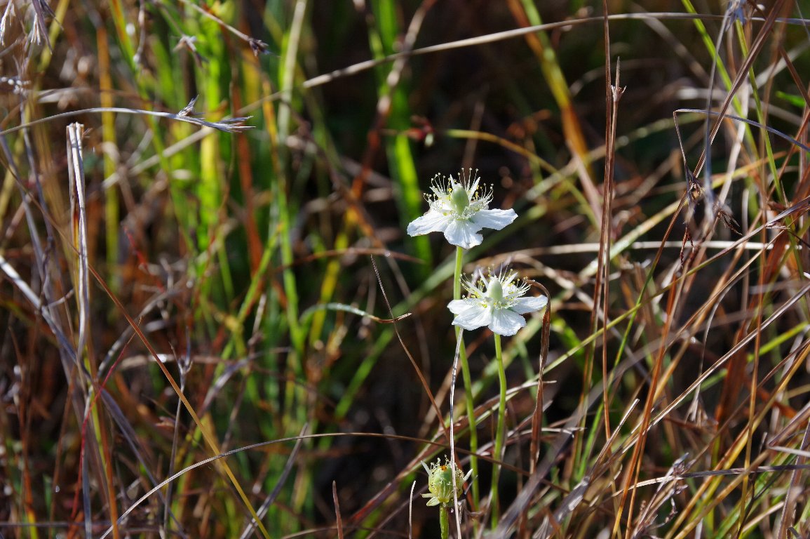 �E���o�`�\�E