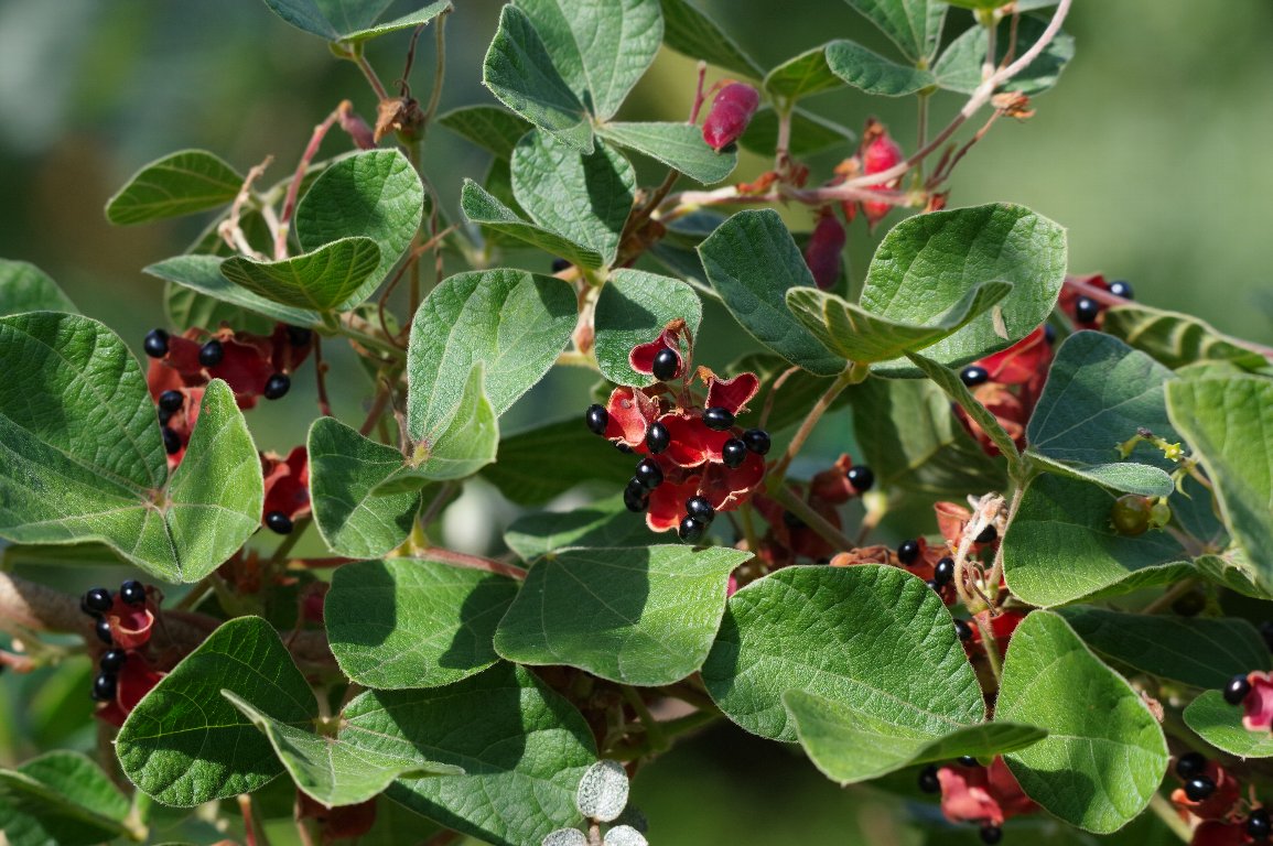 �^���L���}��