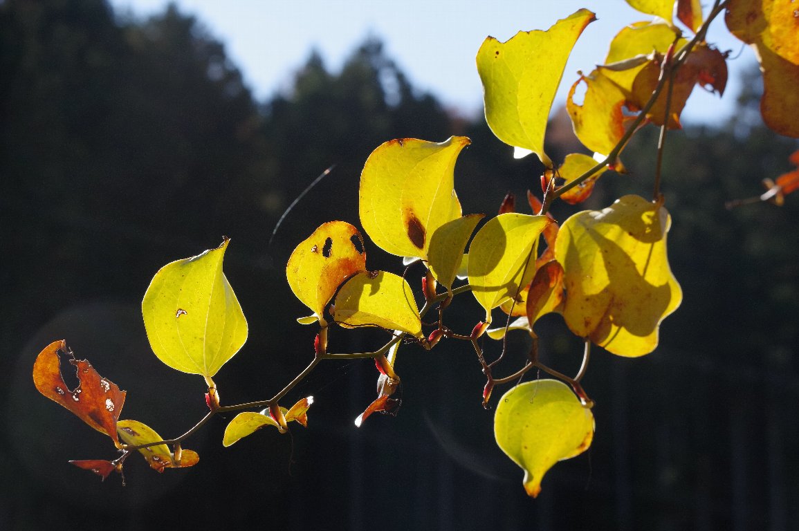 �T���g���C�o��