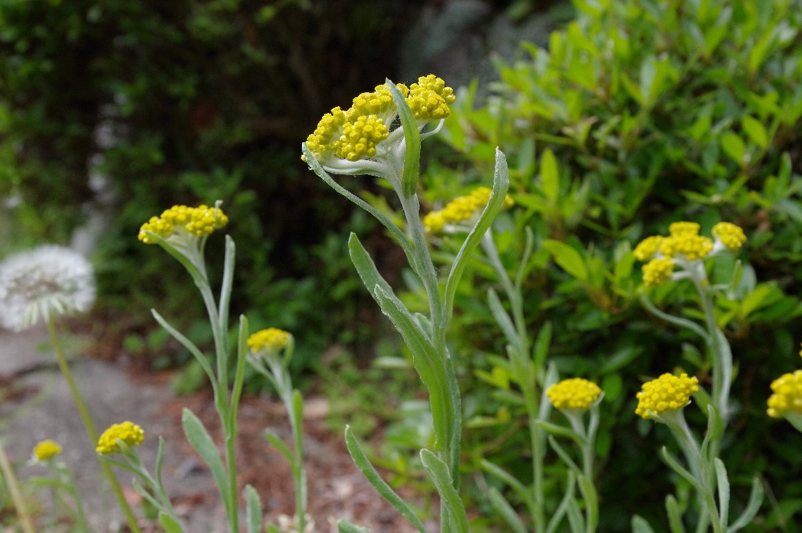 �n�n�R�O�T