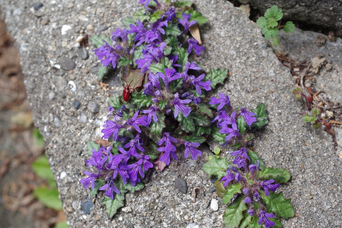 �L�����\�E