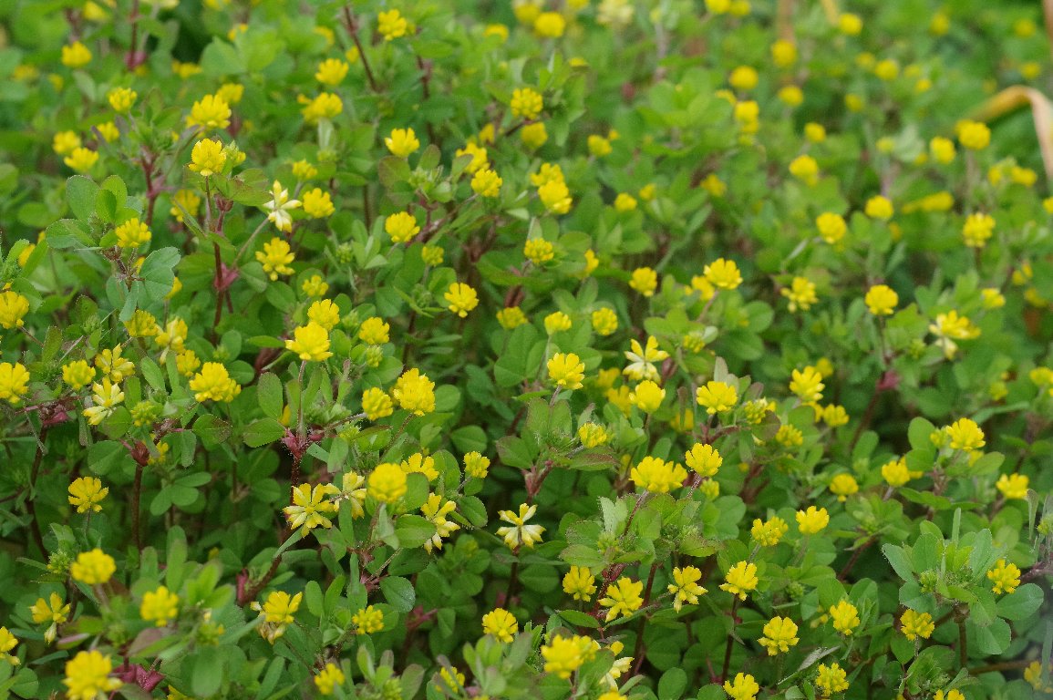 �R���c�u�c���N�T