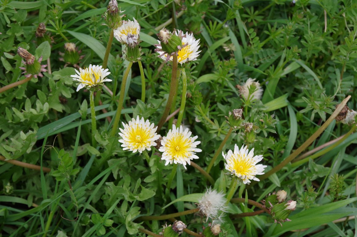 �V���o�i�^���|�|