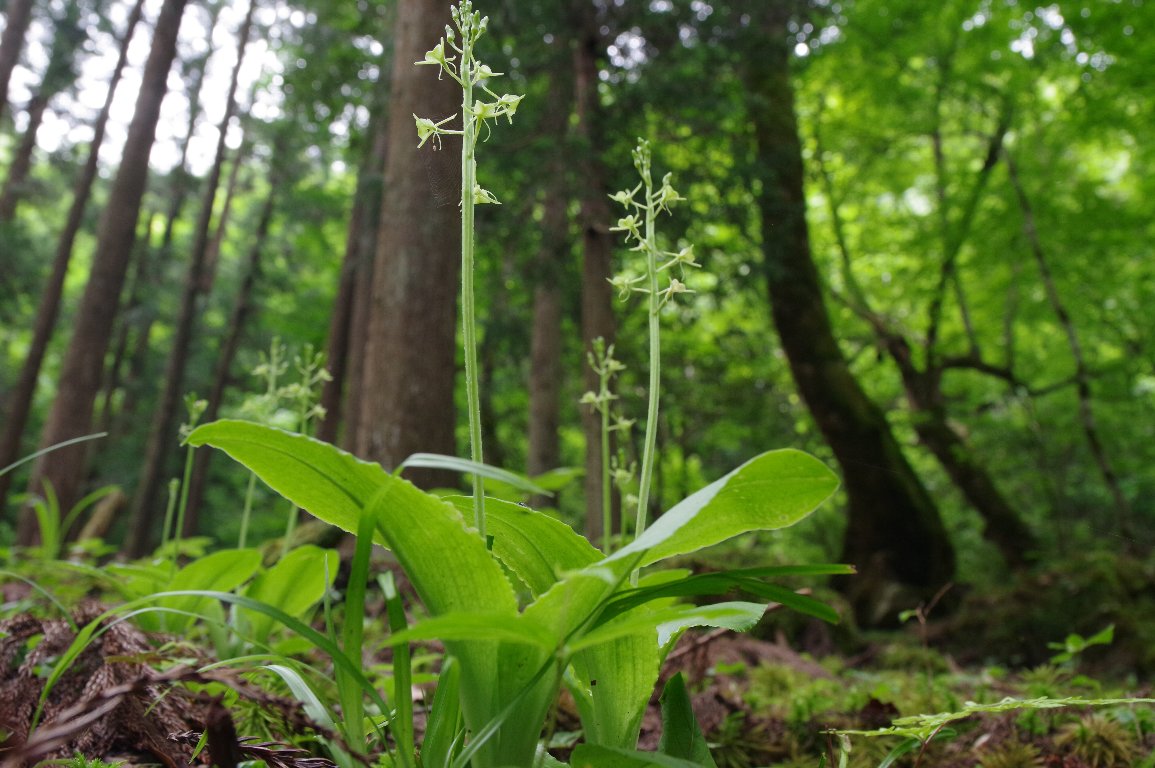 �N���L���\�E