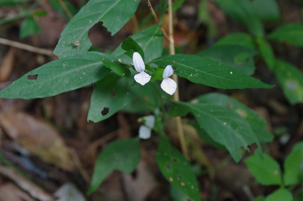 �n�O���\�E