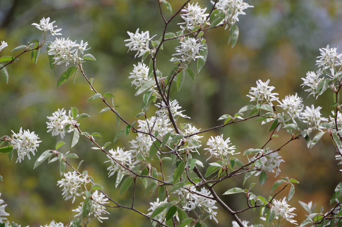 �U�C�t���{�N