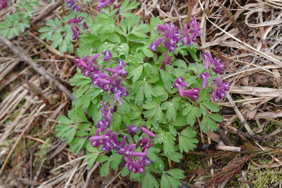 �I�g���G���S�T�N