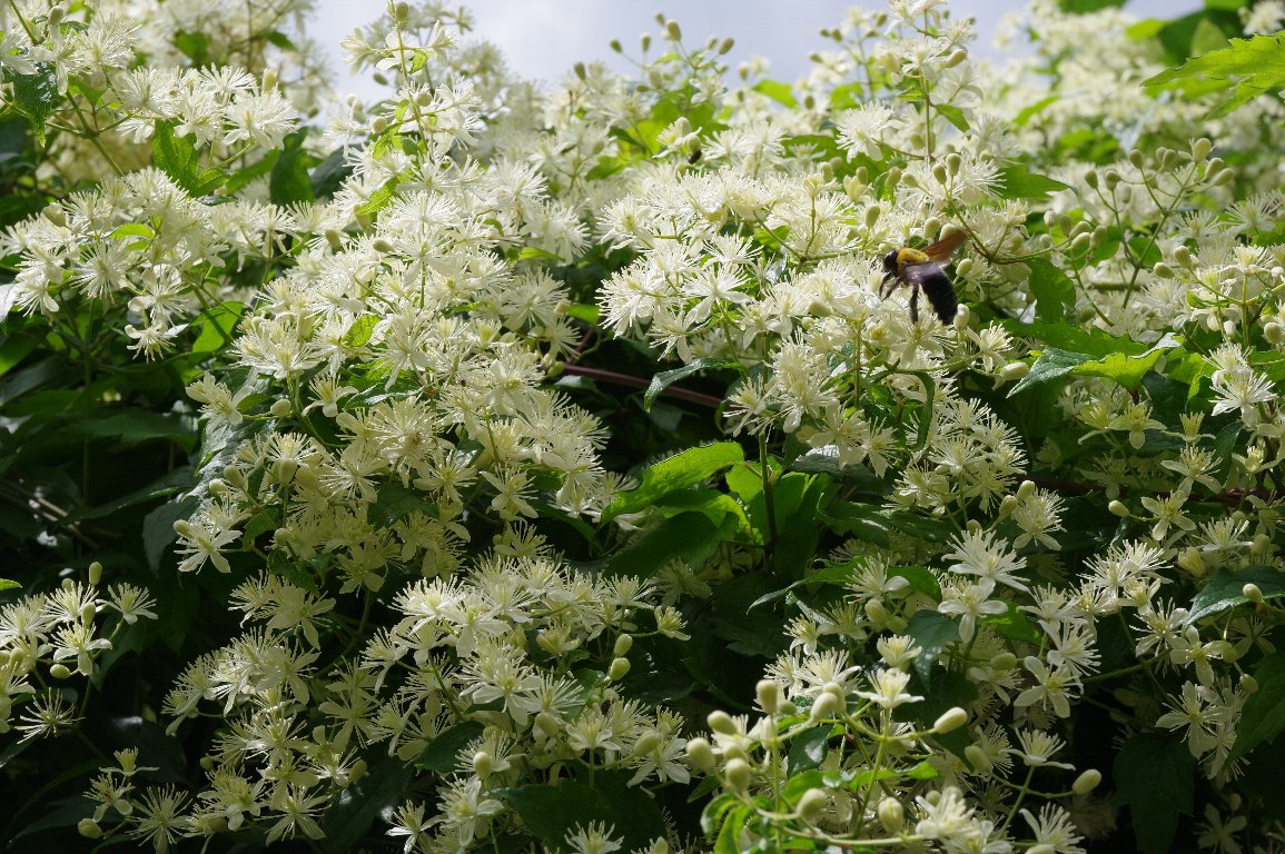 �{�^���d��