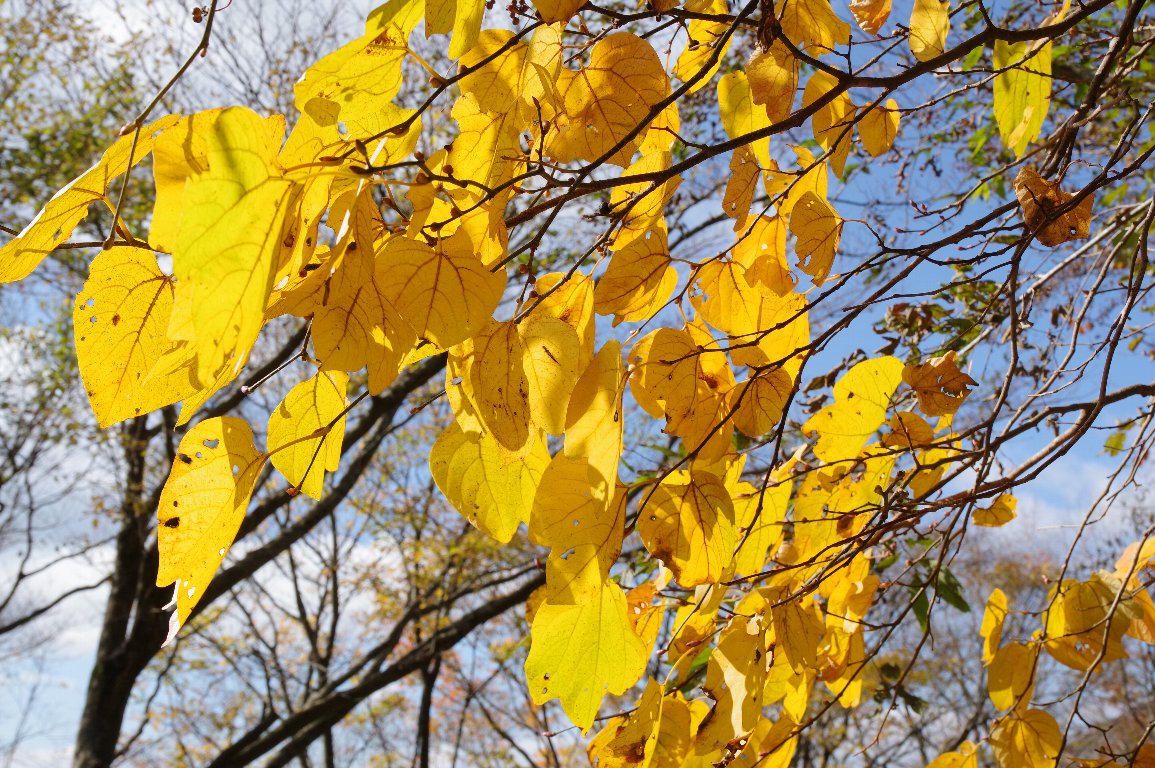 �_���R�E�o�C