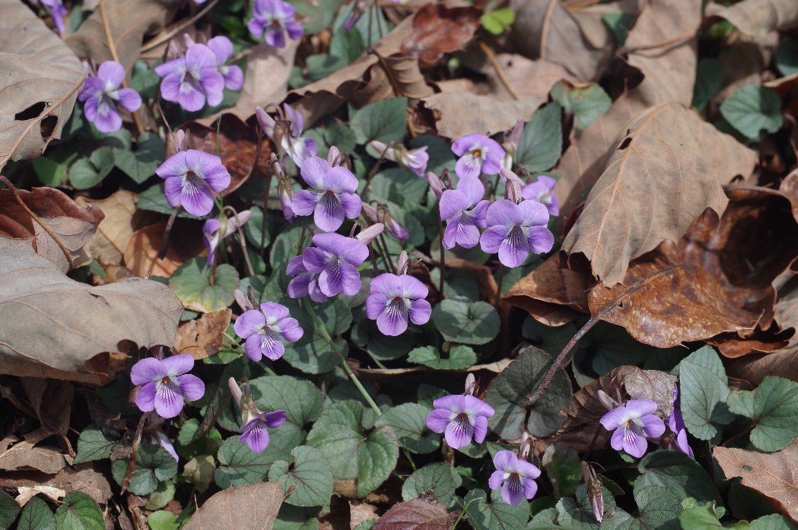 �i�K�o�^�`�c�{�X�~��