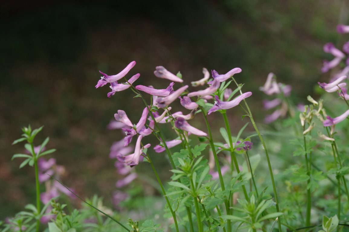 �W���{�E�G���S�T�N