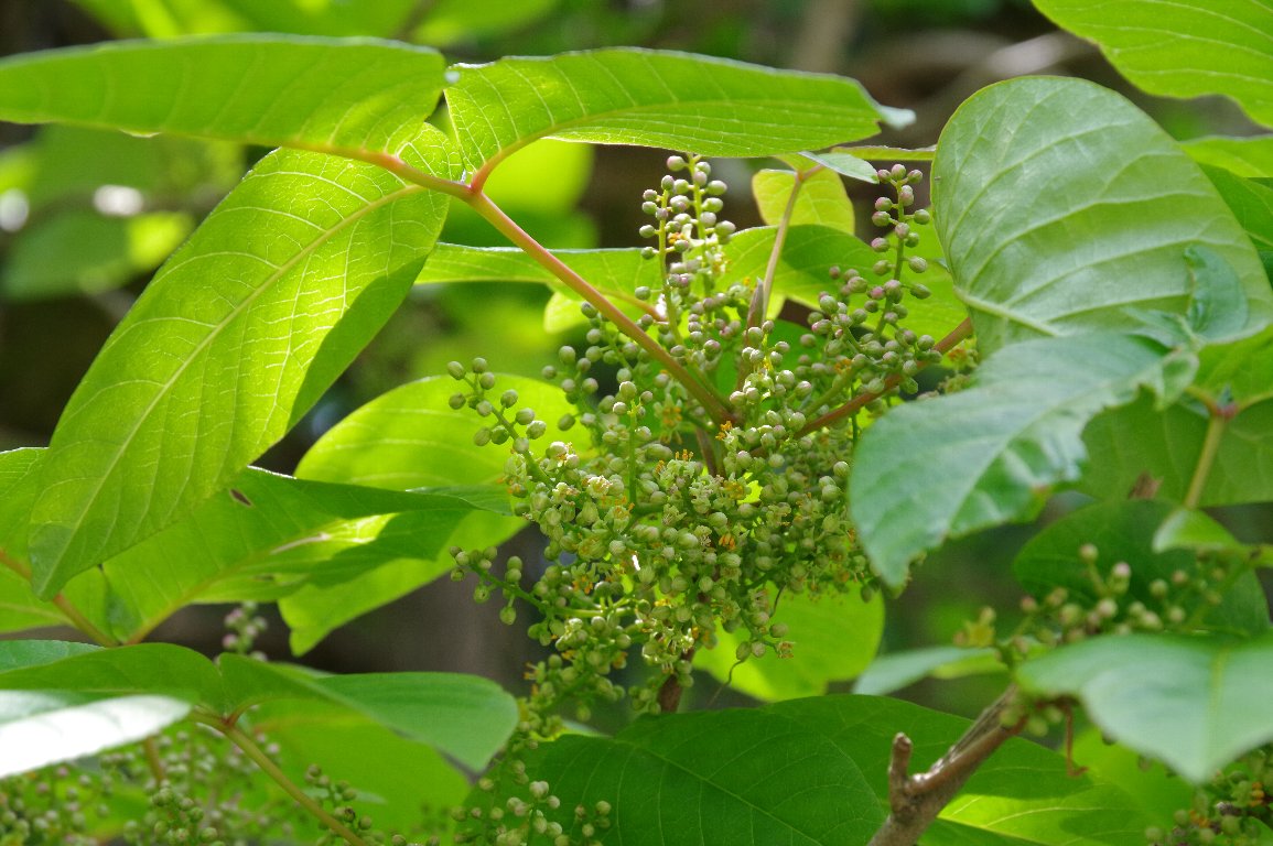 �c�^�E���V