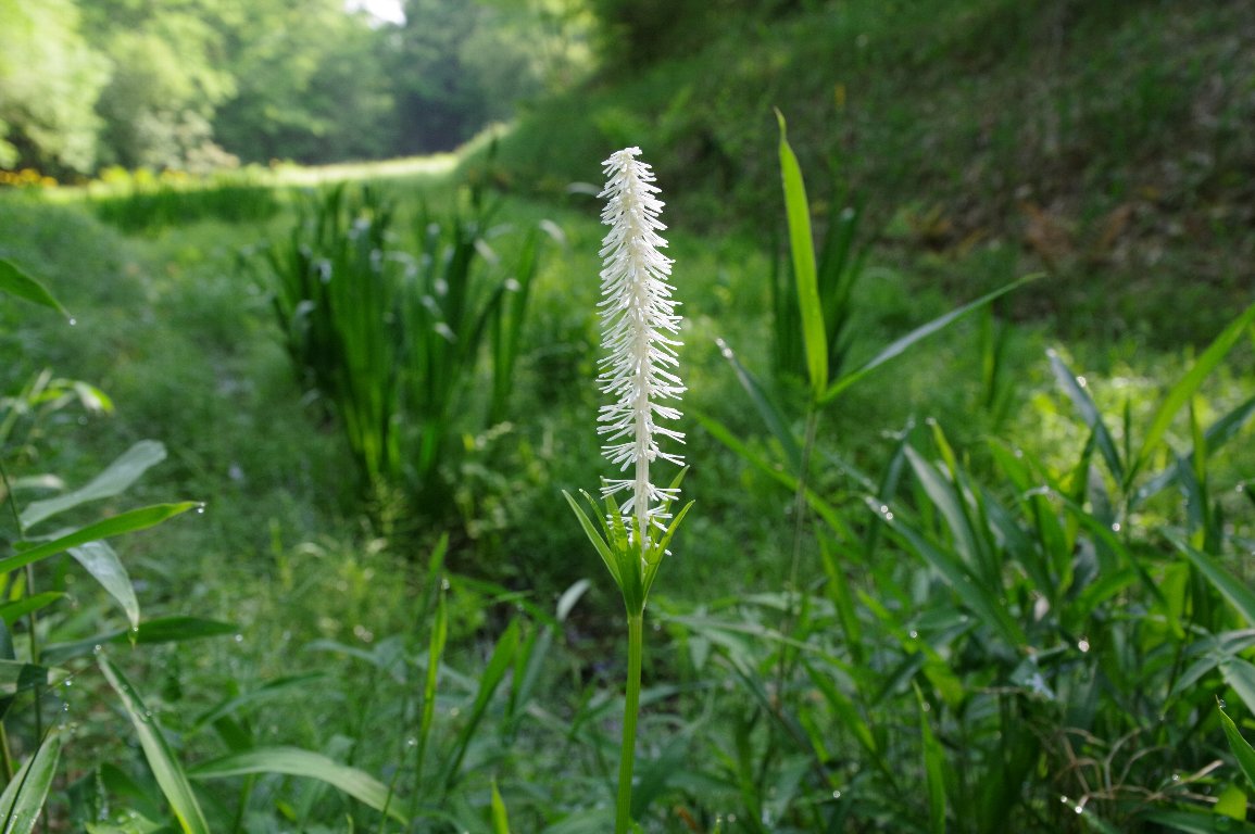 �V���C�g�\�E