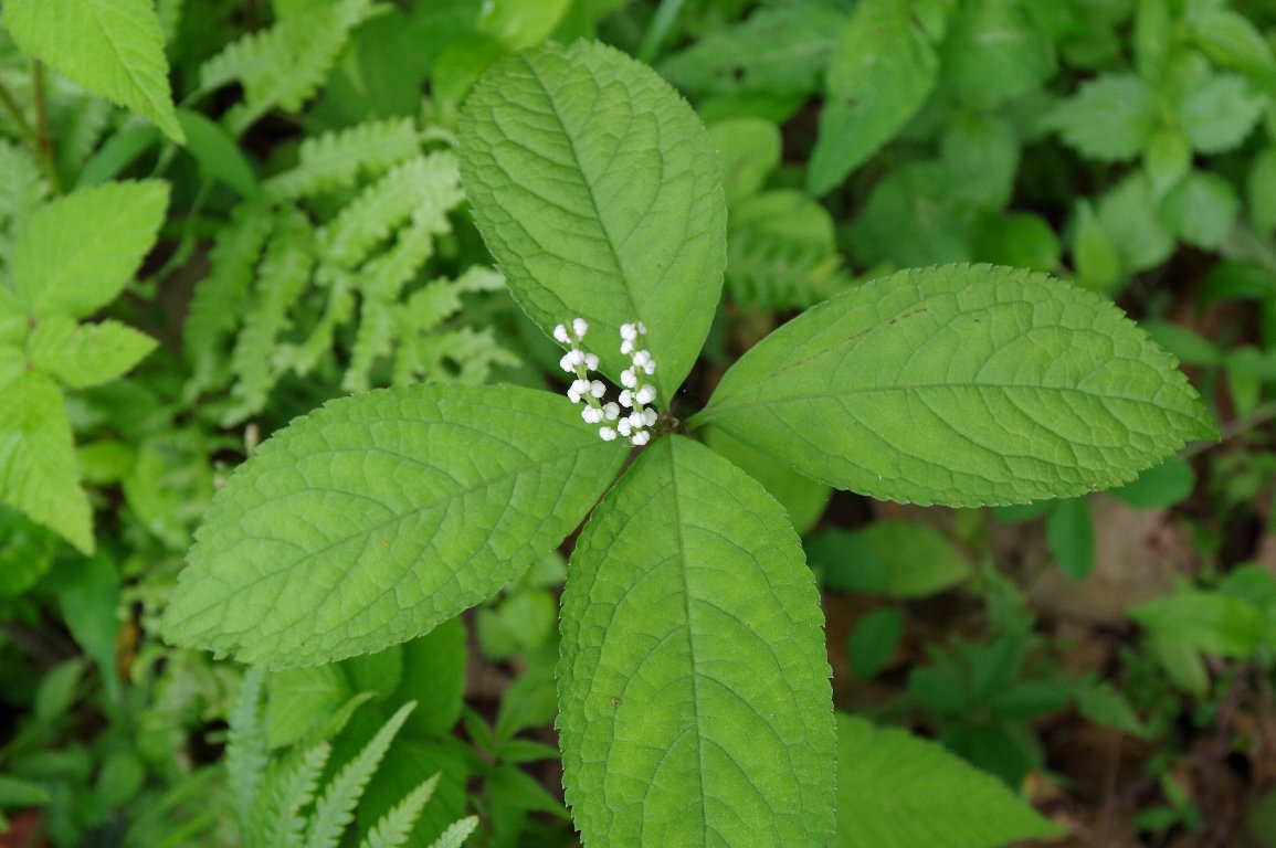 �t�^���V�Y�J