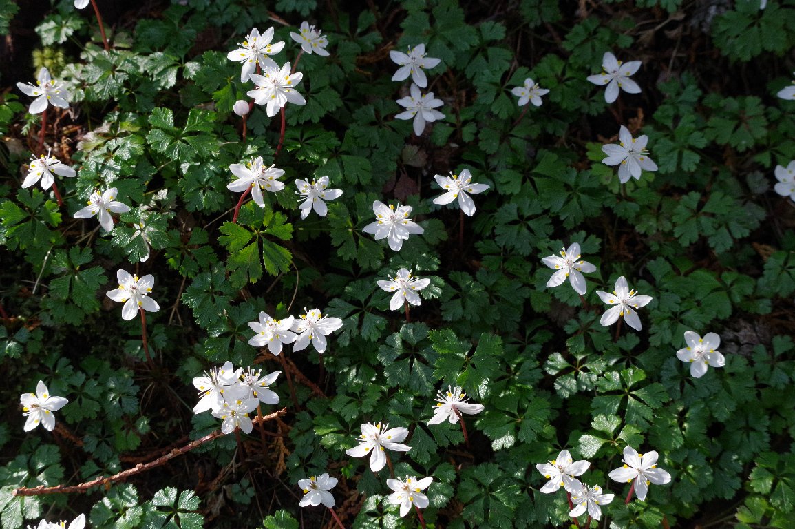 �o�C�J�I�E����