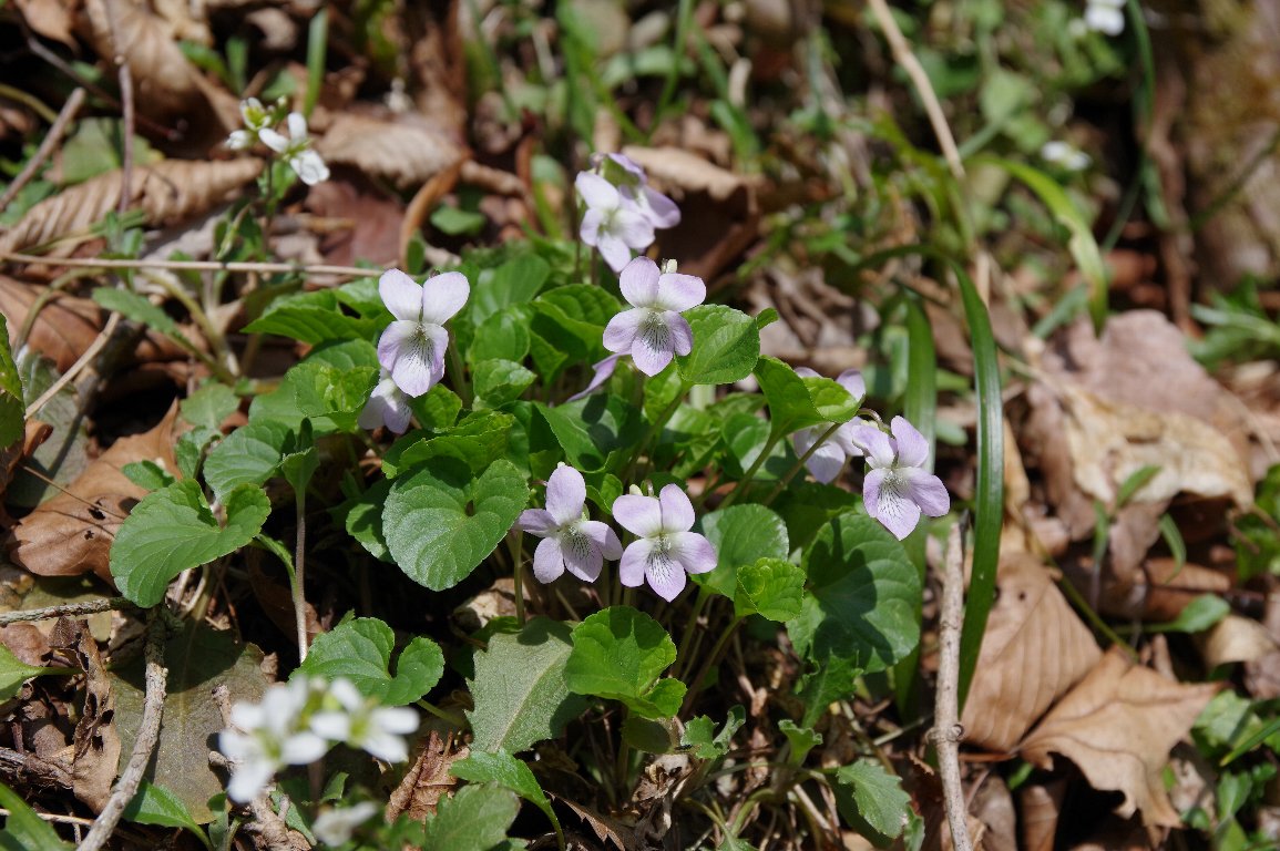 �C�u�L�X�~��