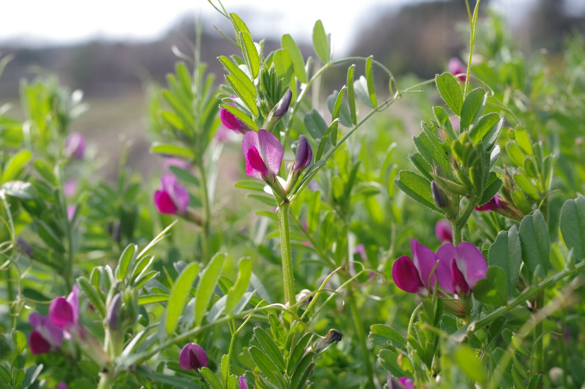 �J���X�m�G���h�E