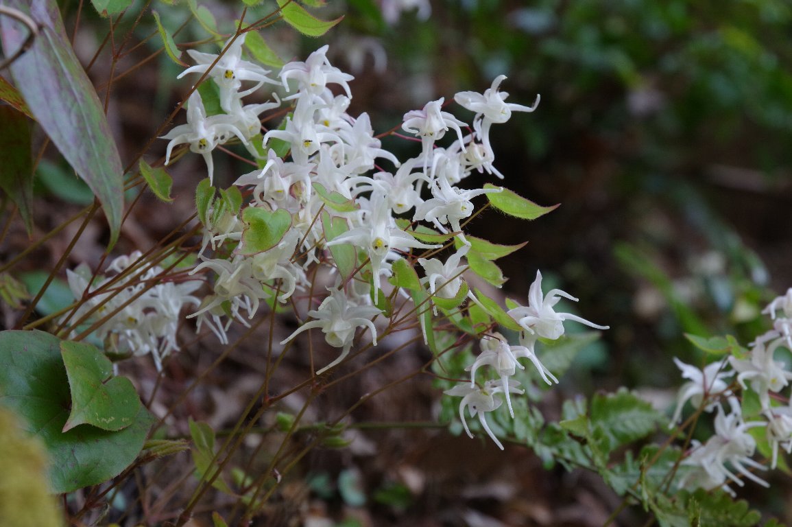 �g�L���C�J���\�E