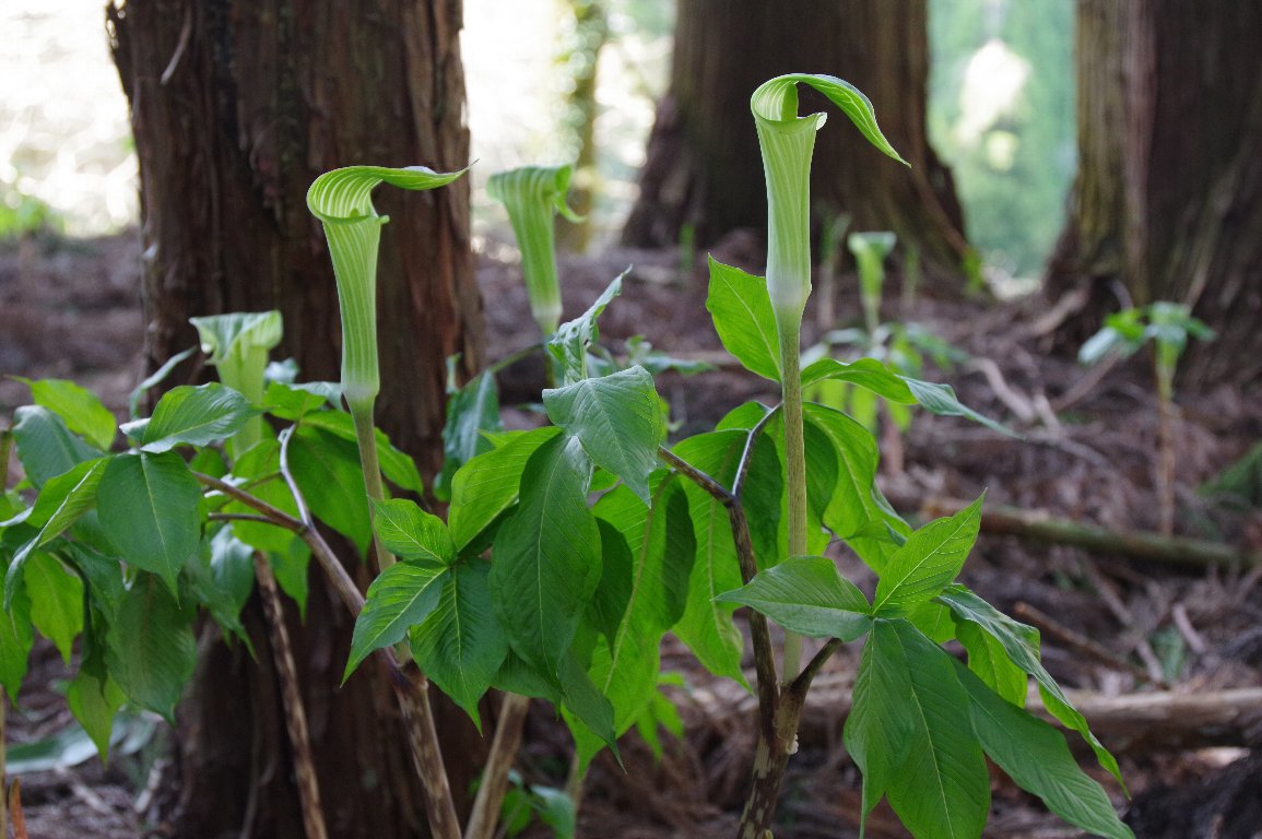 �}���V�O�T