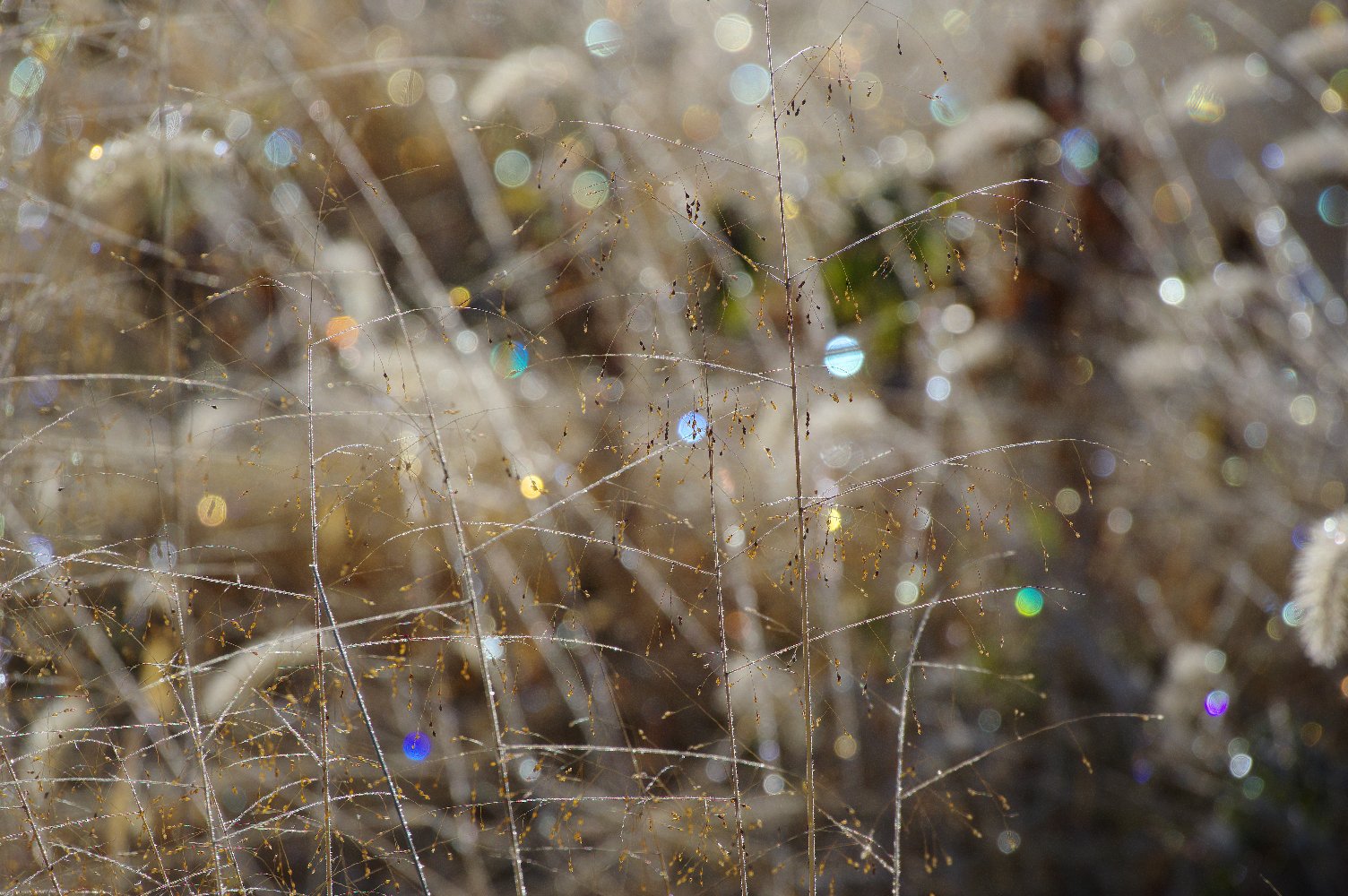 �����뉹����