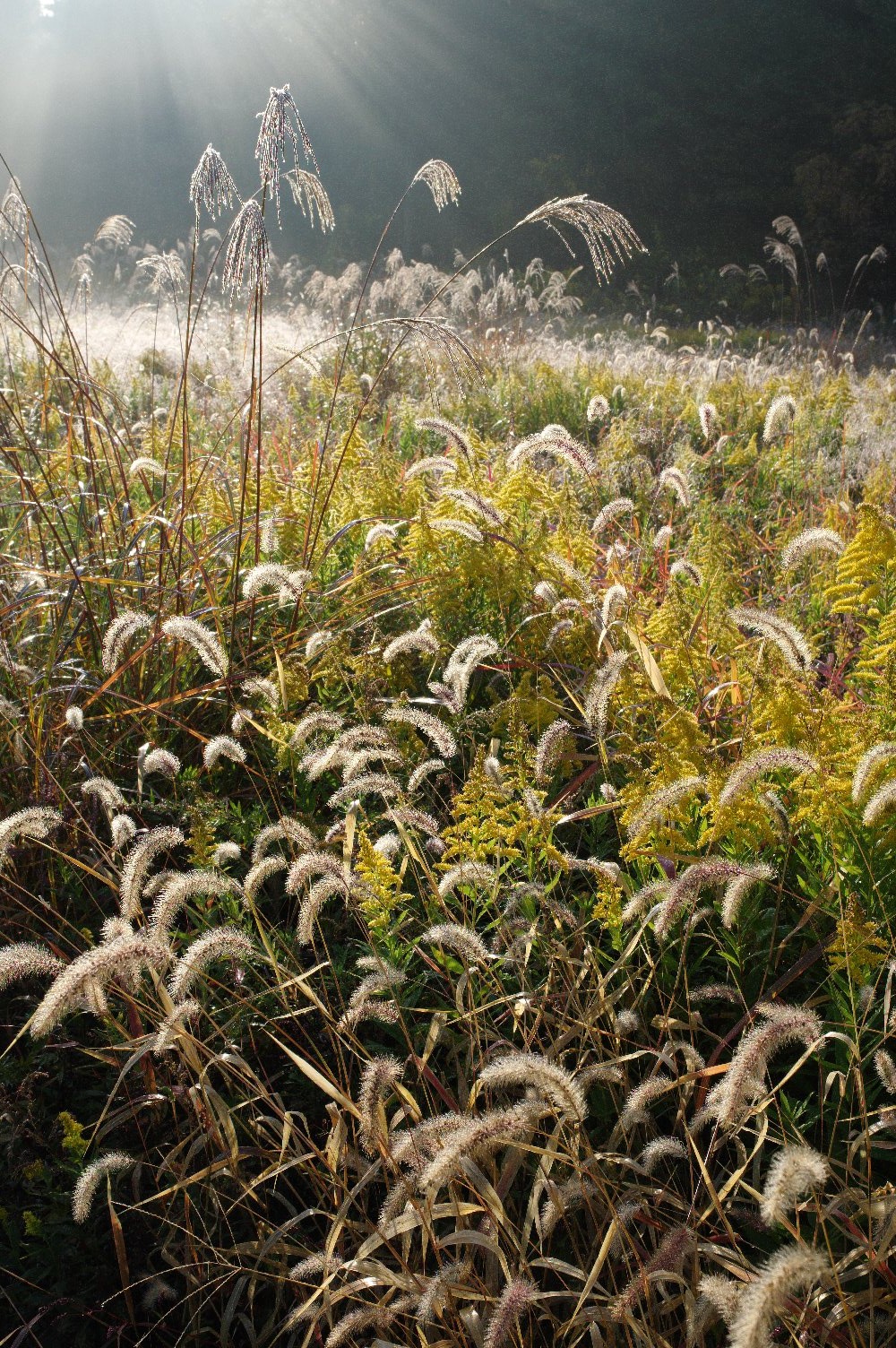 �H���_���V���O