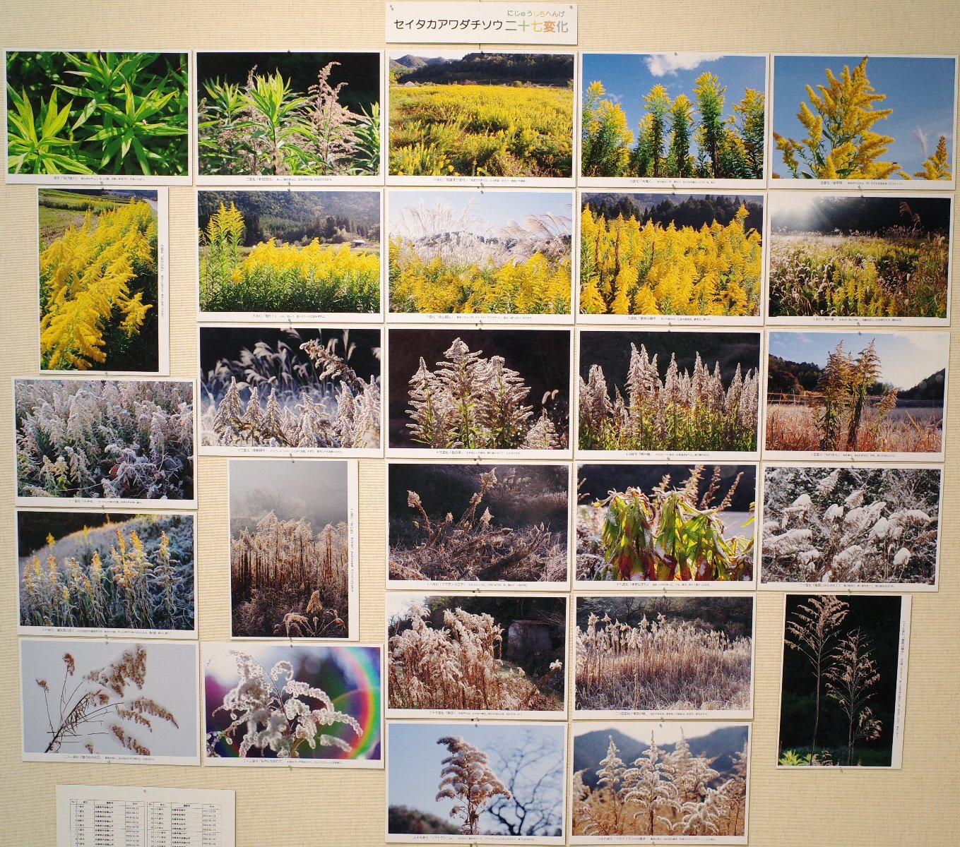 �Z�C�^�J�A���_�`�\�E��\���ω�