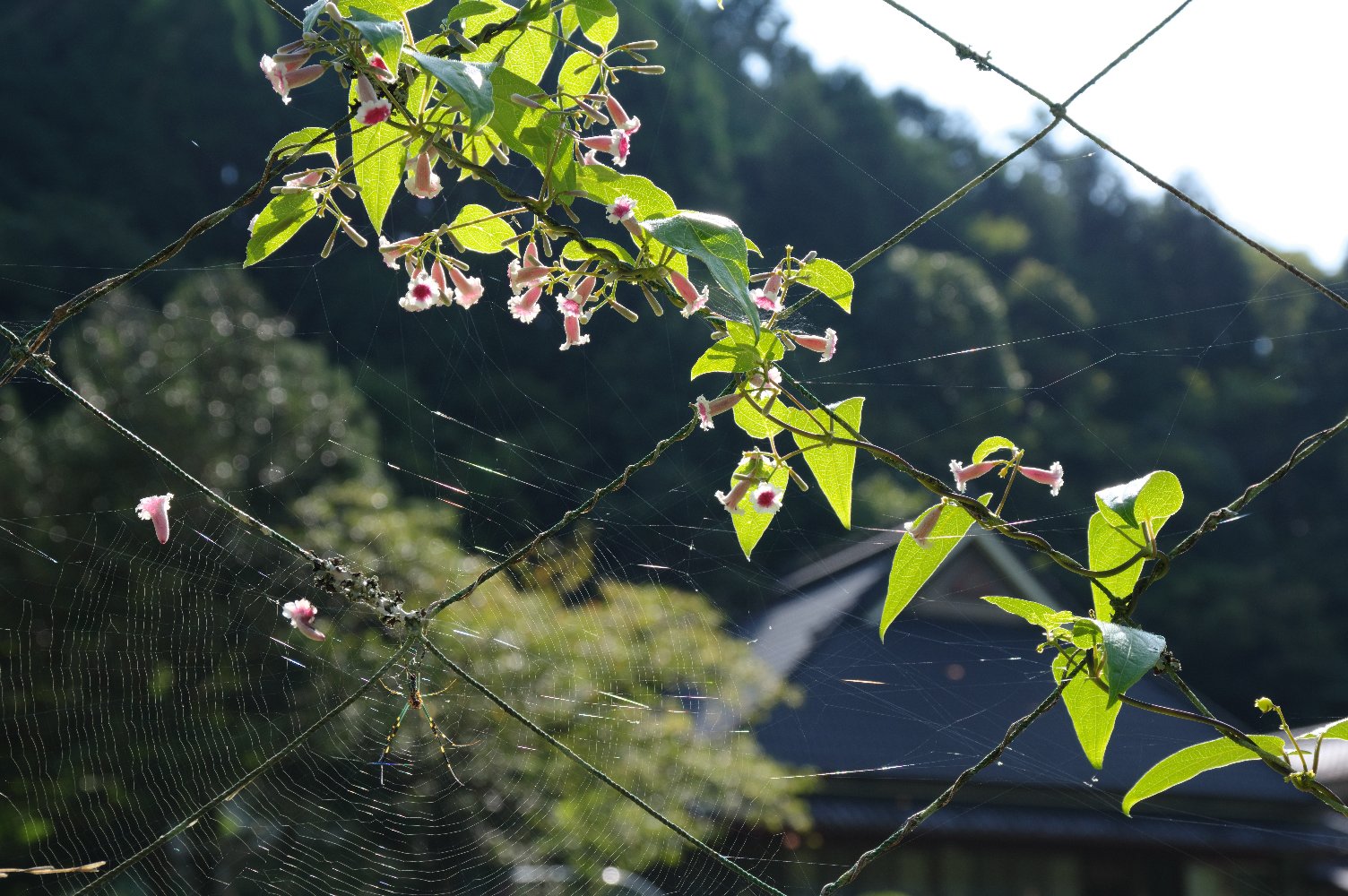 �ҕ����̃����f�B