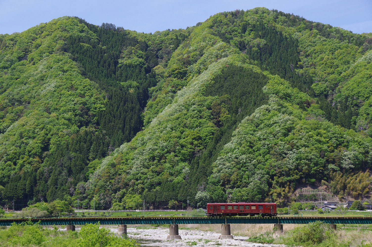 �V�΂𑖂�i����S���j