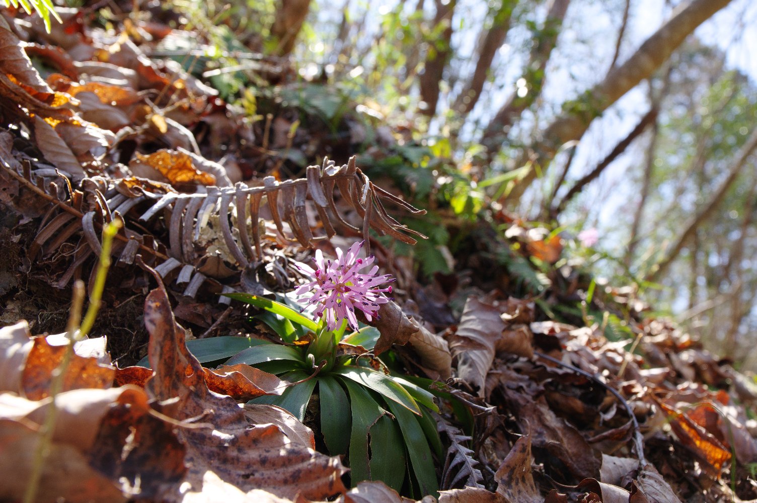 �R�΂��A�ԏ΂ށB