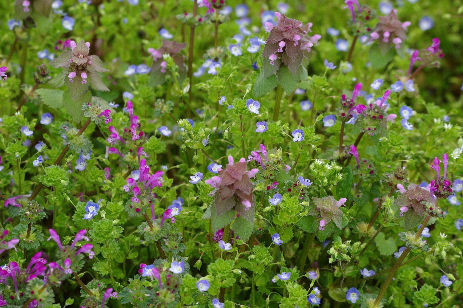 ���̒��̕�Δ�