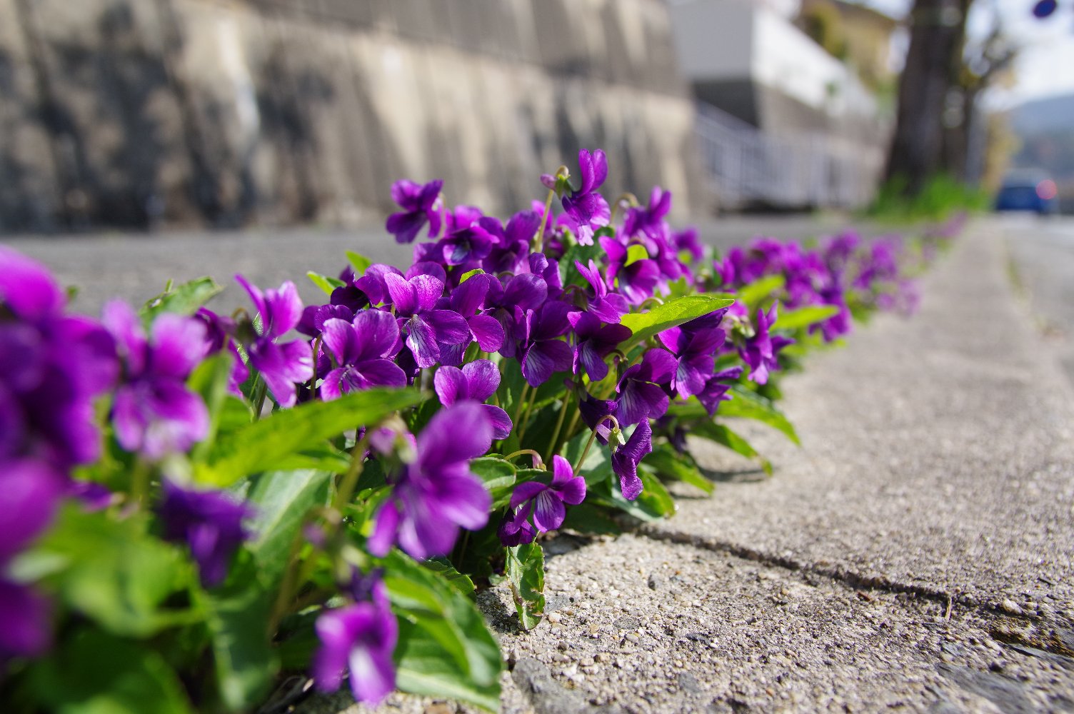 �X�~���̍炭�݂�