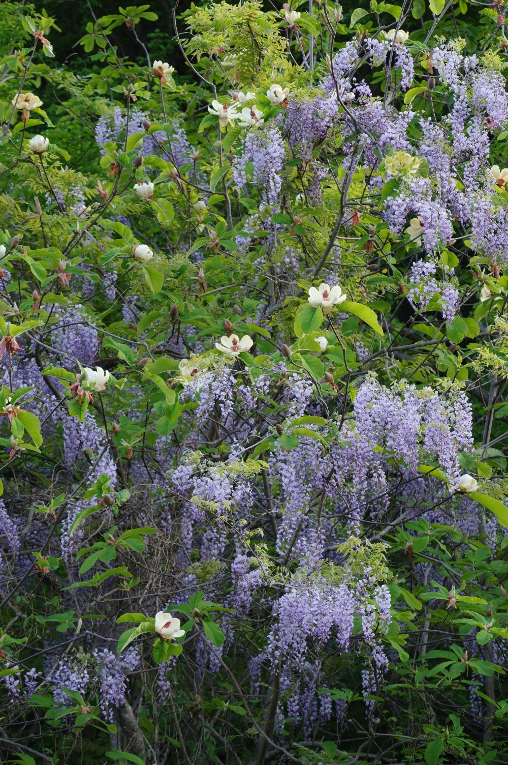 ���N�Ɉ�x�̋����i�t�W�ƃz�I�m�L�j