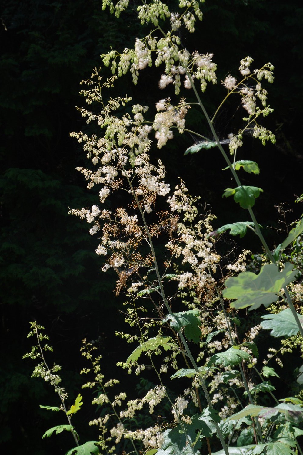 �P���^�P�j�O�T