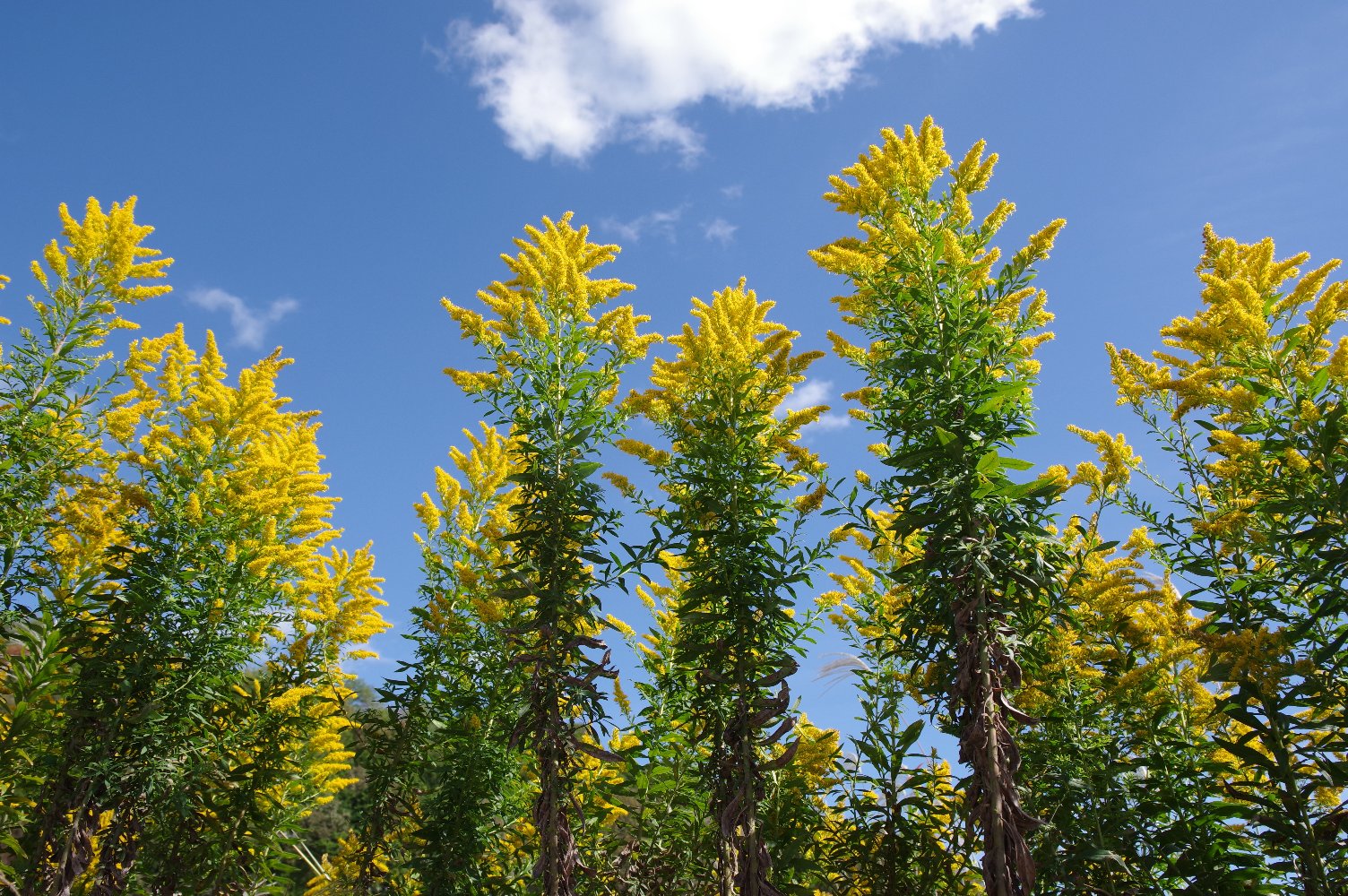 �w���A�����E�H