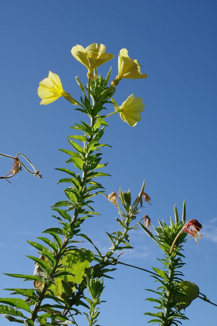 �}�c���C�O�T