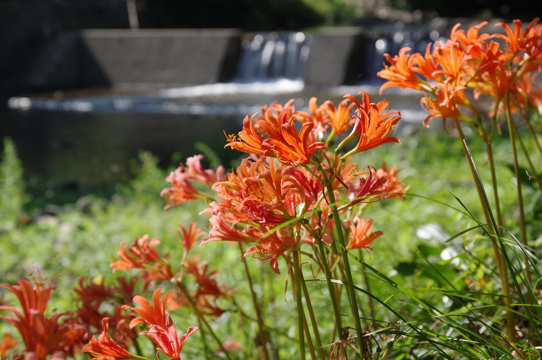 �L�c�l�m�J�~�\��