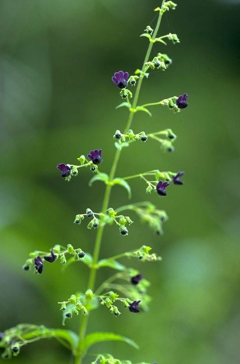 クロバナヒキオコシ