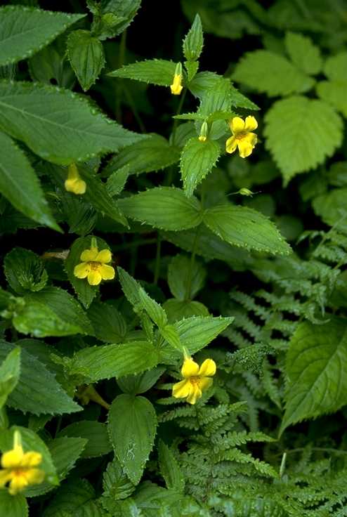 オオバミゾホオズキ