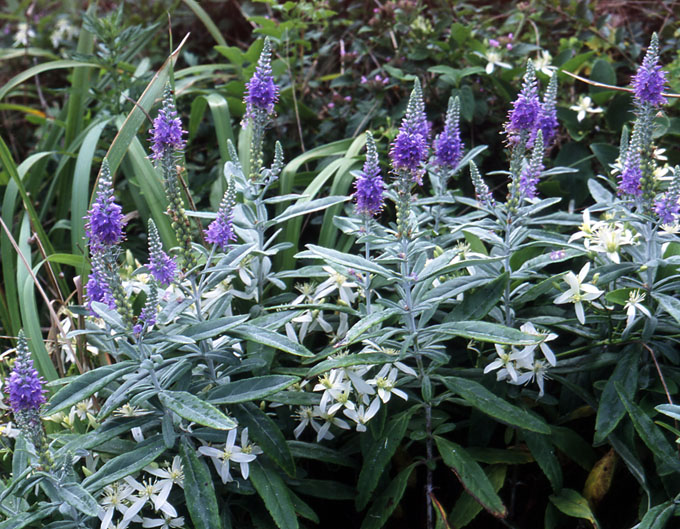 �g�E�e�C����