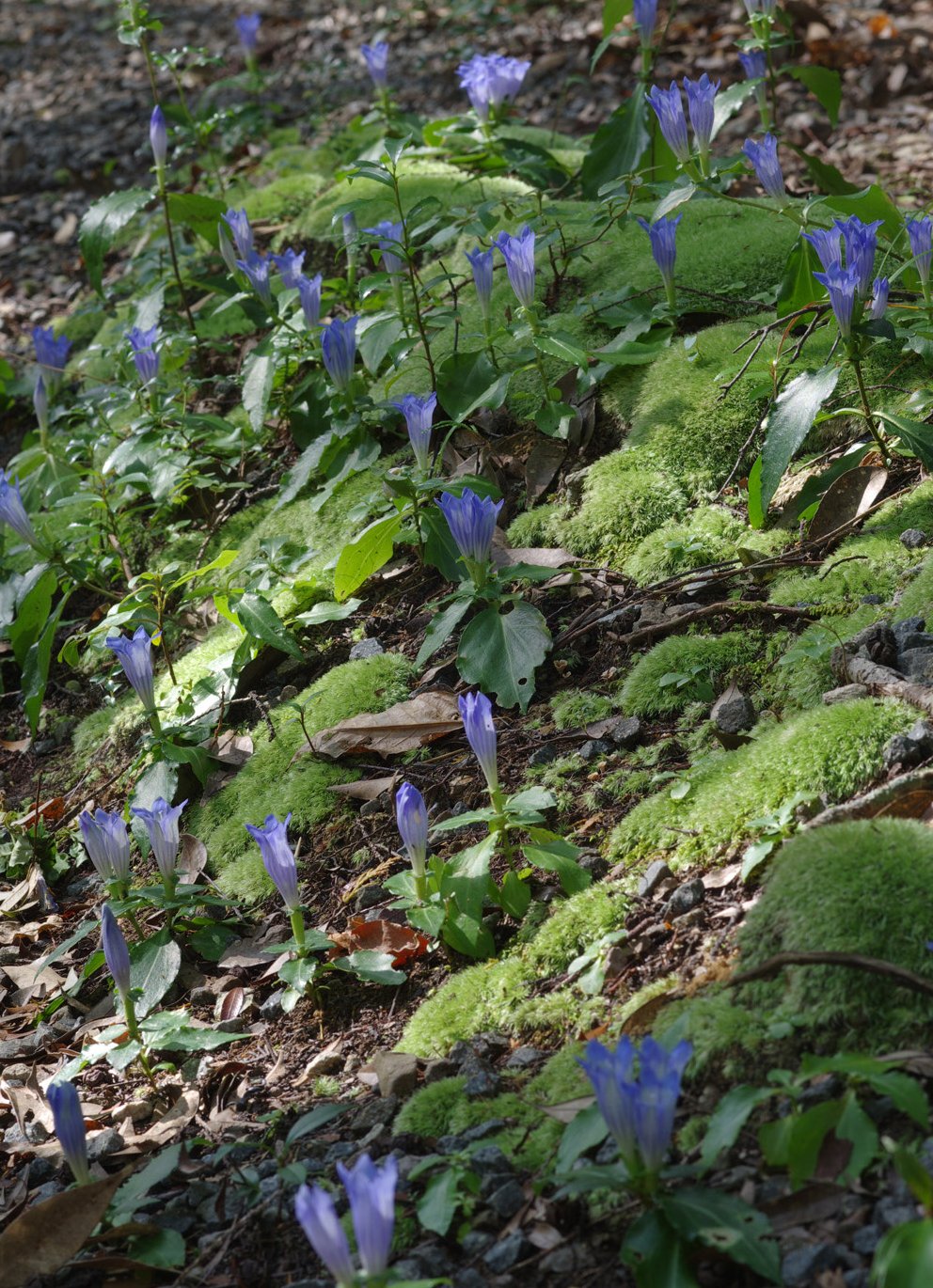 �A�T�}�����h�E