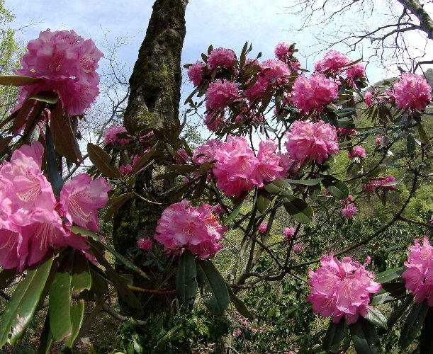 �V���N�i�Q